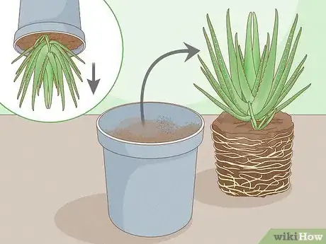 Image titled Transplant Aloe Vera Step 7