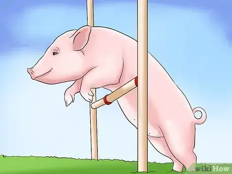 Image titled Show Your Pigs Step 6