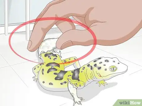 Image titled Bathe a Leopard Gecko Step 8