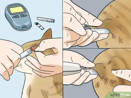 Image titled Feed a Diabetic Cat Step 11