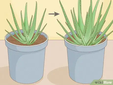 Image titled Transplant Aloe Vera Step 1