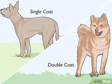 Image titled Identify a Shiba Inu Step 8