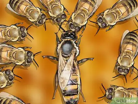 Image titled Identify a Queen Bee Step 10