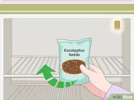 Image titled Grow Eucalyptus Step 1