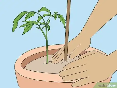 Image titled Support Tomato Plants in Pots Step 4