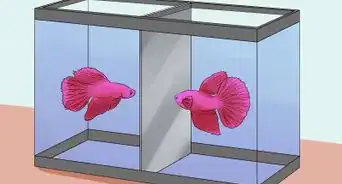 Help a Betta Fish Live Longer