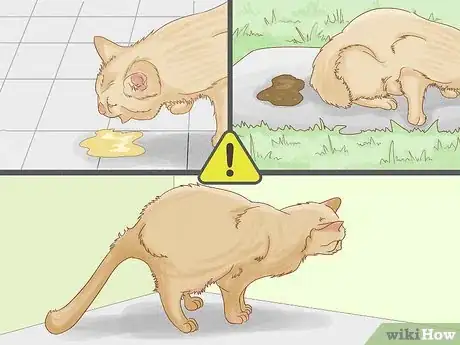 Image titled Remove Oil from a Cat Step 8