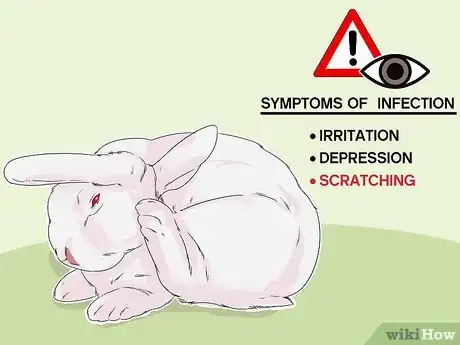 Image titled Diagnose Ear Mites in Rabbits Step 1