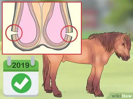 Image titled Castrate a Horse Step 15