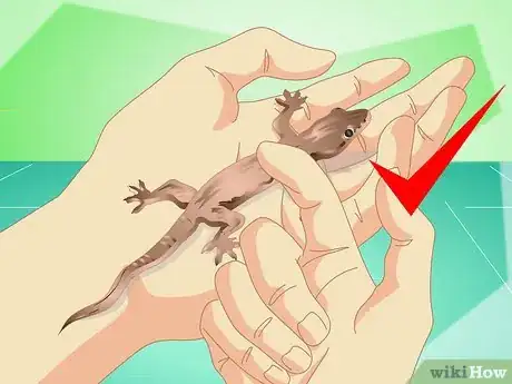 Image titled Catch a Common House Lizard and Keep It As a Pet Step 11