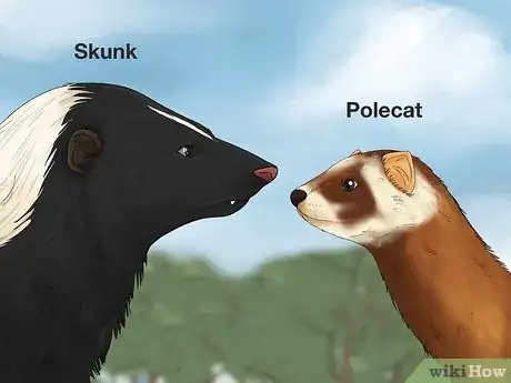 Image titled Skunk vs Polecat Step 2