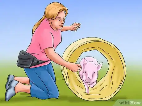 Image titled Show Your Pigs Step 7