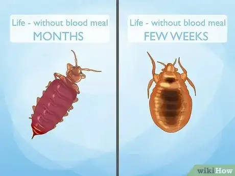 Image titled How Long Can Bed Bugs Live Without a Host Step 4