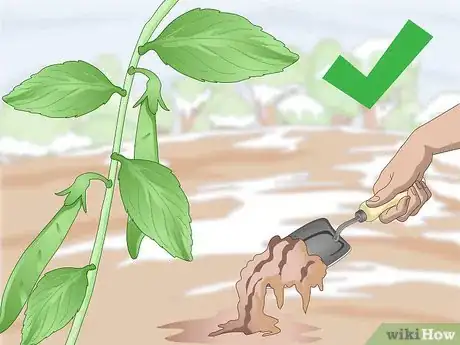 Image titled Grow Sugar Snap Peas Step 1