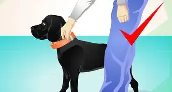 Use an Electronic Dog Training Collar