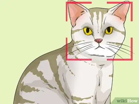 Image titled Identify an American Shorthair Cat Step 1