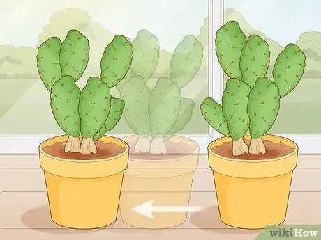 Image titled Get Rid of Cactus Bugs Step 10