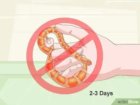 Image titled Care for Baby Cornsnakes Step 13