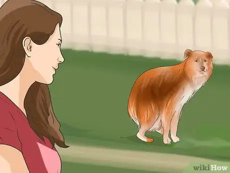 Image titled Train Shelties Step 9