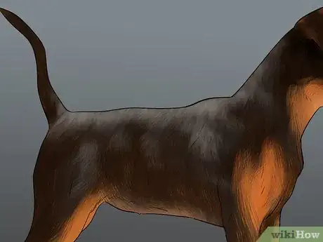 Image titled Identify a Miniature Pinscher Step 9