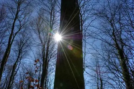 Image titled Suns rays through the forest