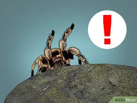 Image titled Care for a Tarantula Step 19