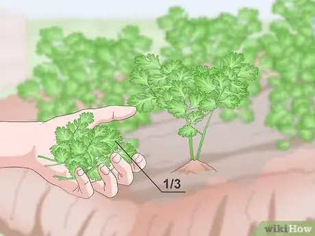 Image titled Prune Cilantro Step 6