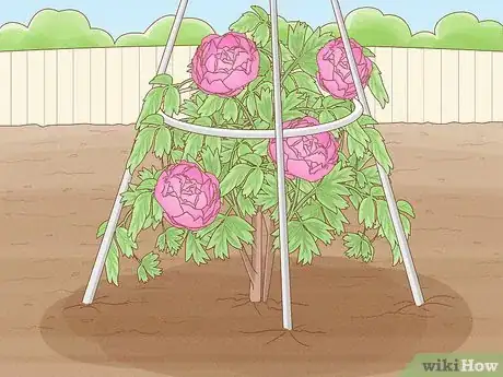 Image titled Plant Peonies Step 17