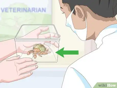 Image titled Care for Land Hermit Crabs Step 20