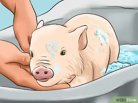 Image titled Show Your Pigs Step 8