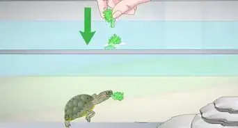 Feed a Red‐Eared Slider Turtle