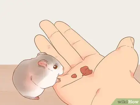 Image titled Decide Between Syrian and Dwarf Hamsters Step 2