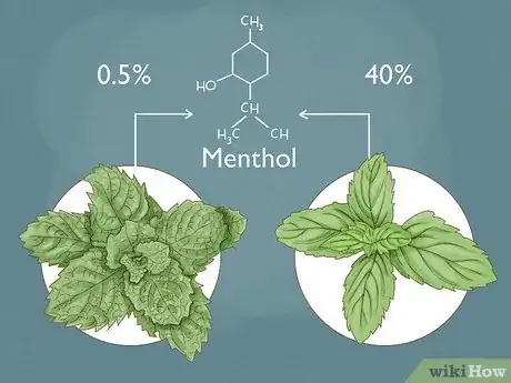 Image titled Spearmint vs Peppermint Step 1