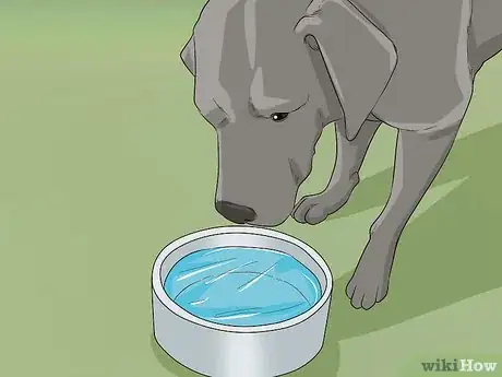 Image titled Help Your Dog Recover from Surgery Step 6