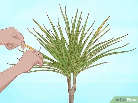 Image titled Prune Dracaena Step 4