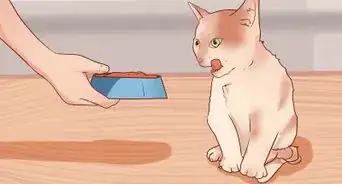 Make Raw Cat Food