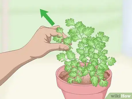 Image titled Prune Cilantro Step 2