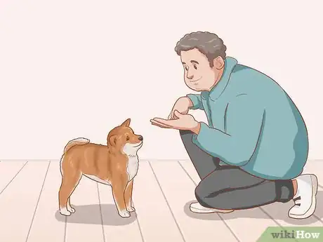 Image titled Choose a Shiba Inu Puppy Step 16