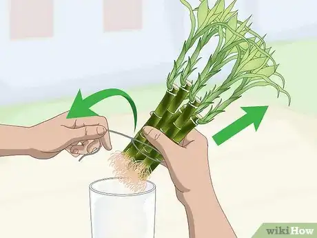 Image titled Propagate Lucky Bamboo Step 1