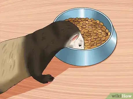 Image titled Breed a Pet Ferret Step 9