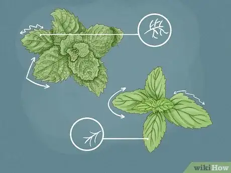 Image titled Spearmint vs Peppermint Step 4