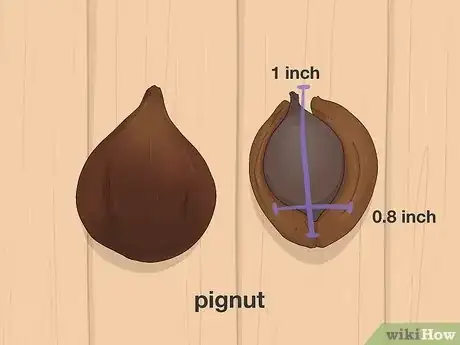 Image titled Identify Hickory Nuts Step 10