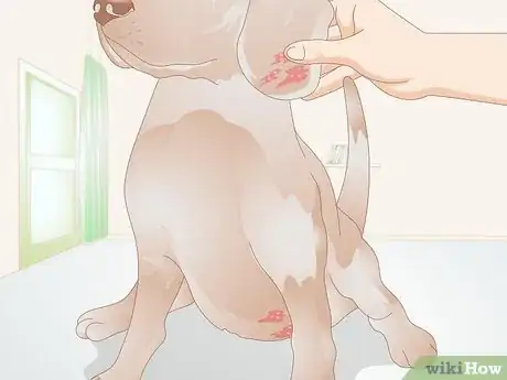 Image titled Get Rid of a Rash on a Dog Step 1