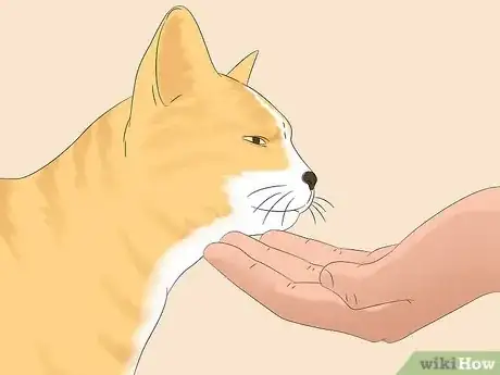 Image titled Use a Spray Bottle on a Cat for Training Step 17