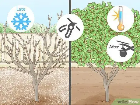 Image titled Prune a Lime Tree Step 2