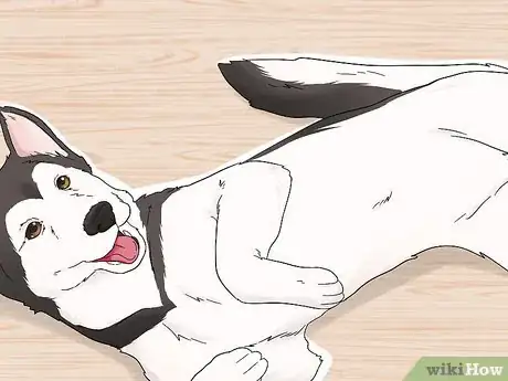 Image titled Identify an Alaskan Malamute Step 13