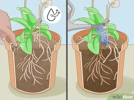 Image titled Save an Orchid from Root Rot Step 12