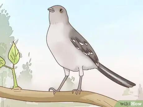 Image titled Identify a Mockingbird Step 2