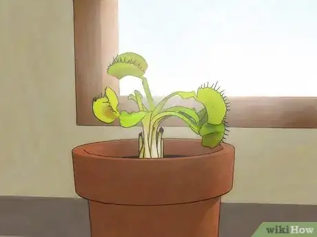 Image titled Choose a Venus Flytrap Step 7