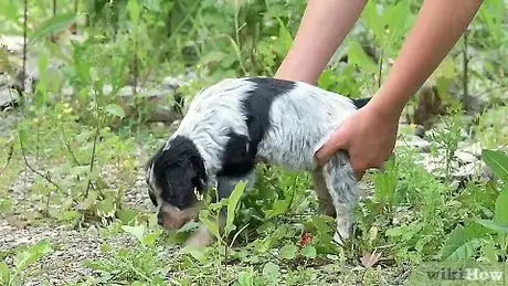 Image titled Carry a Puppy Step 14